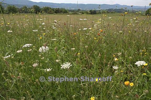 scene near forcalquier 2 graphic